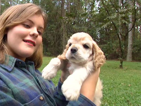 Animal Attractions - Cocker Spaniels