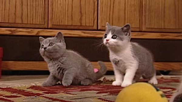 Animal Attractions - Lazy Cats