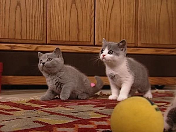 Animal Attractions - Lazy Cats