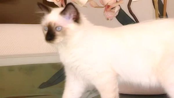 Animal Attractions - Sacred Cat of Burma