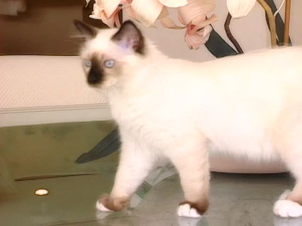 Animal Attractions - Sacred Cat of Burma