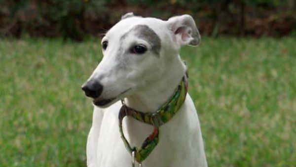 Animal Attractions - Greyhounds