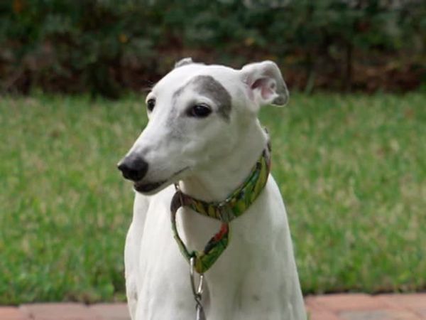 Animal Attractions - Greyhounds