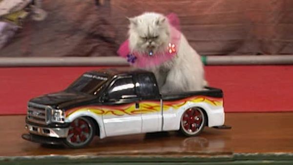 Animal Attractions - Unruly Dogs