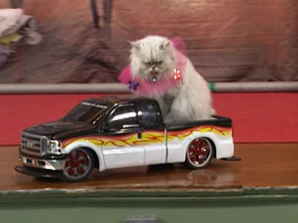 Animal Attractions - Unruly Dogs