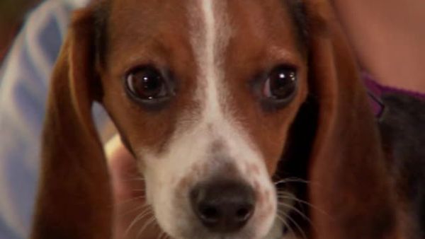 Animal Attractions - Furry Companions