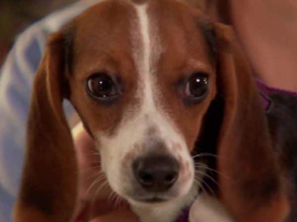 Animal Attractions - Furry Companions