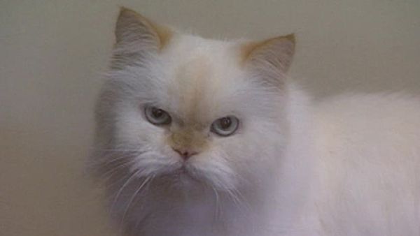 Animal Attractions - Himalayans