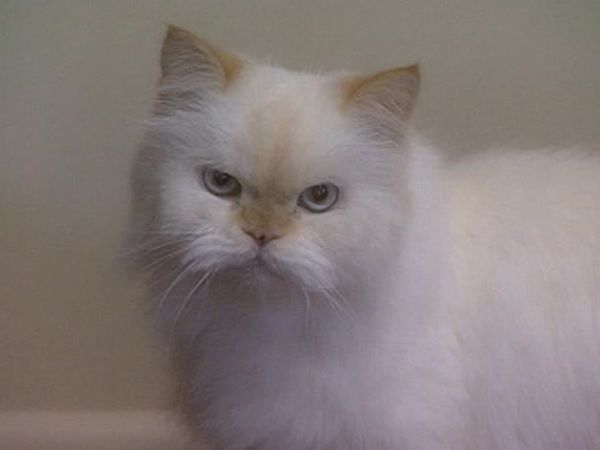 Animal Attractions - Himalayans