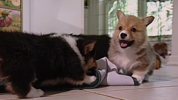 Animal Attractions - New Puppy