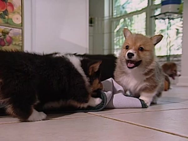 Animal Attractions - New Puppy