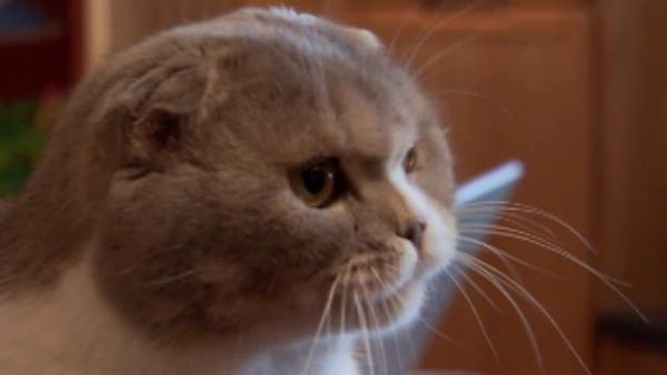 Animal Attractions - Scottish Folds
