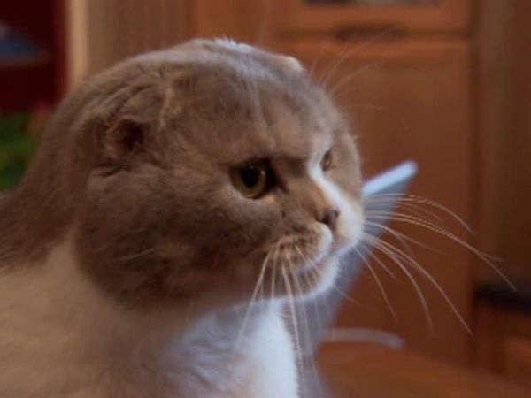 Animal Attractions - Scottish Folds