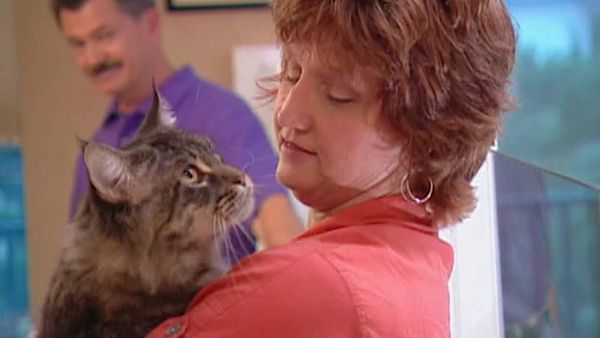 Animal Attractions - Maine Coon Cats