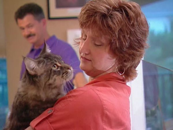 Animal Attractions - Maine Coon Cats