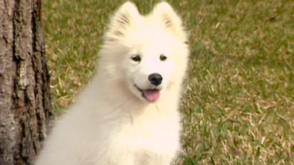 Animal Attractions - Miracle Puppy