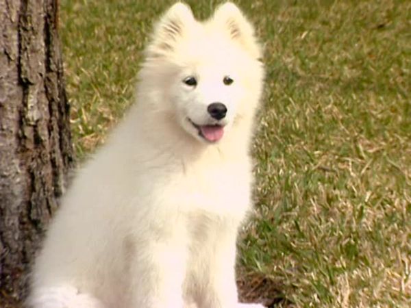 Animal Attractions - Miracle Puppy