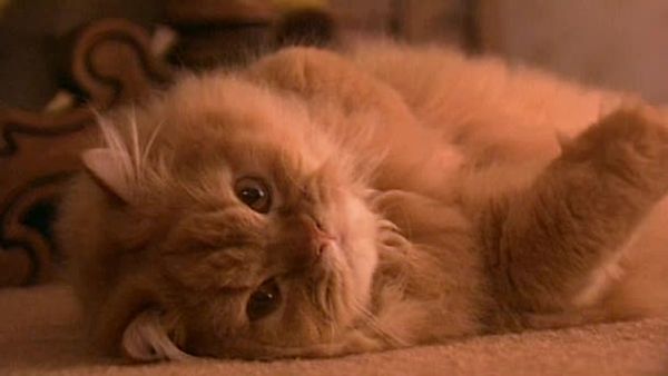 Animal Attractions - Persian Cats