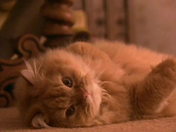 Animal Attractions - Persian Cats