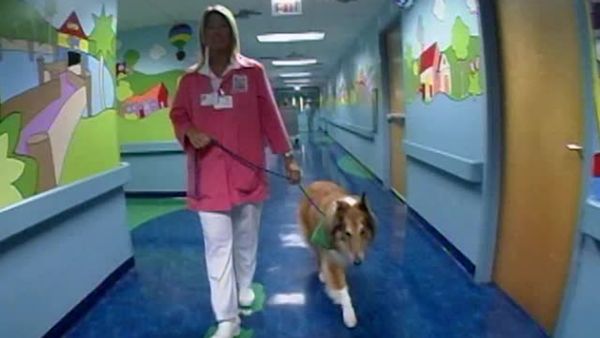Animal Attractions - Therapy Dogs