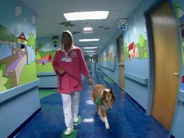 Animal Attractions - Therapy Dogs