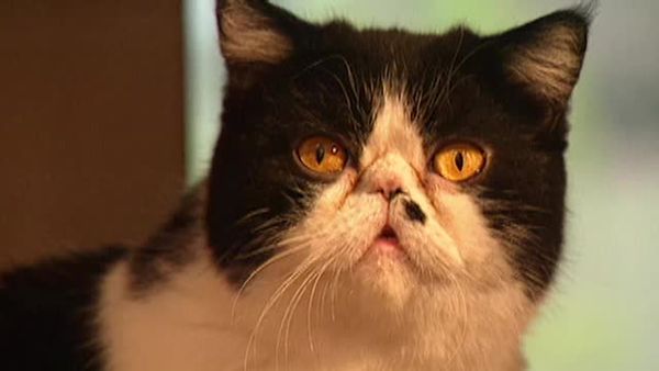 Animal Attractions - Exotic Shorthair Cats