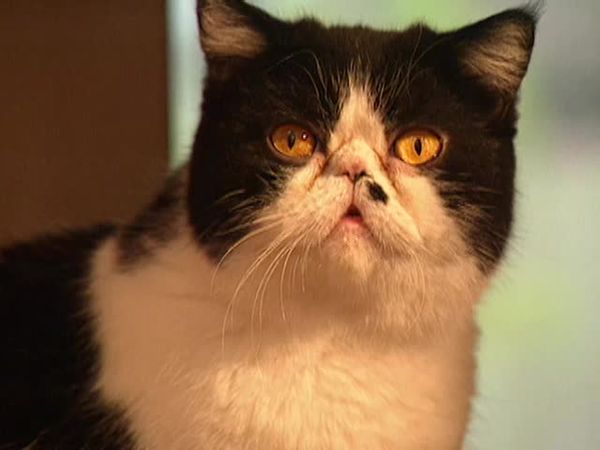 Animal Attractions - Exotic Shorthair Cats