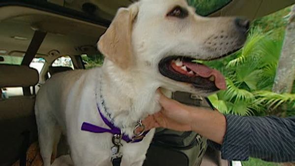 Animal Attractions - Road Trips