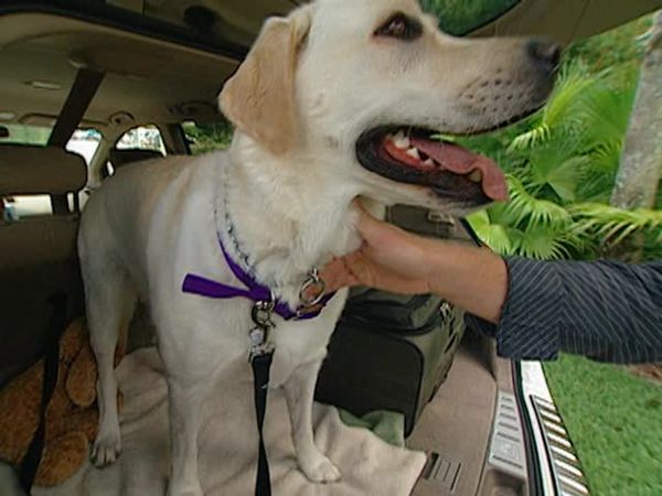 Animal Attractions - Road Trips