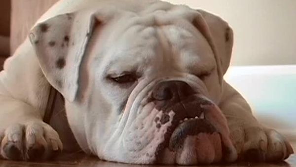 Animal Attractions - Bulldogs