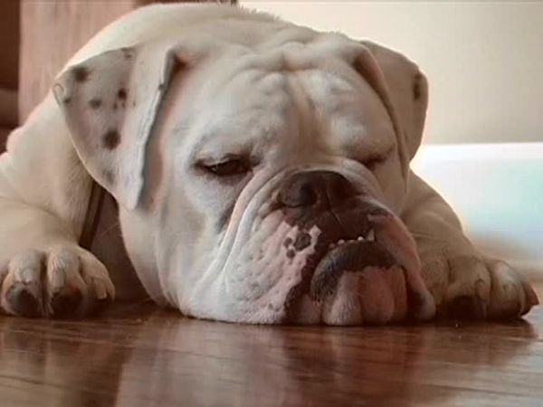 Animal Attractions - Bulldogs