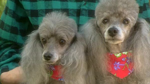 Animal Attractions - Poodles