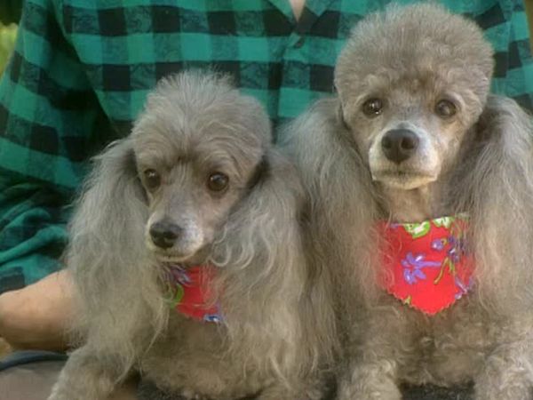 Animal Attractions - Poodles
