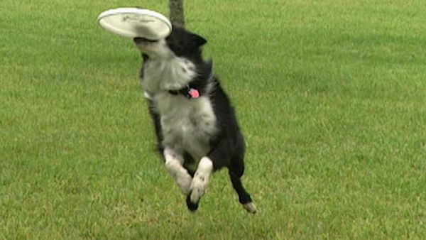 Animal Attractions - Frisbee Dogs