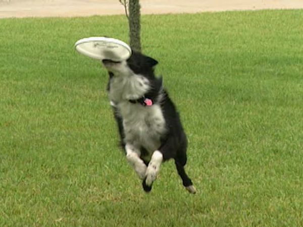 Animal Attractions - Frisbee Dogs