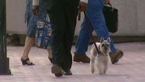Animal Attractions - City Living