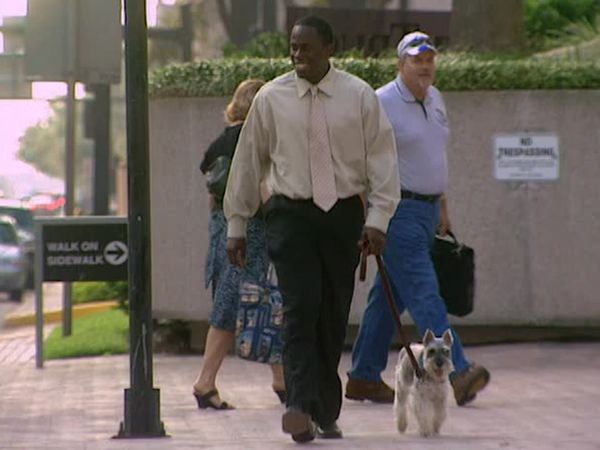 Animal Attractions - City Living