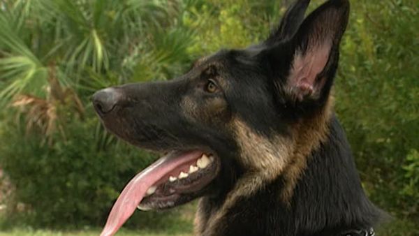 Animal Attractions - German Shepherds