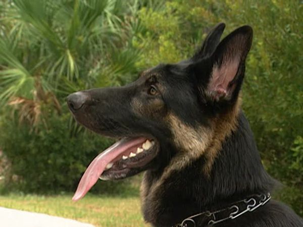 Animal Attractions - German Shepherds