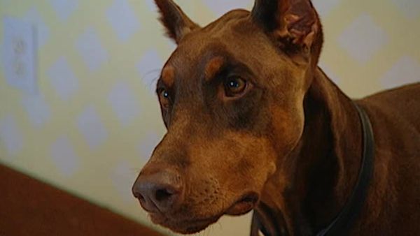Animal Attractions - Doberman Pinschers