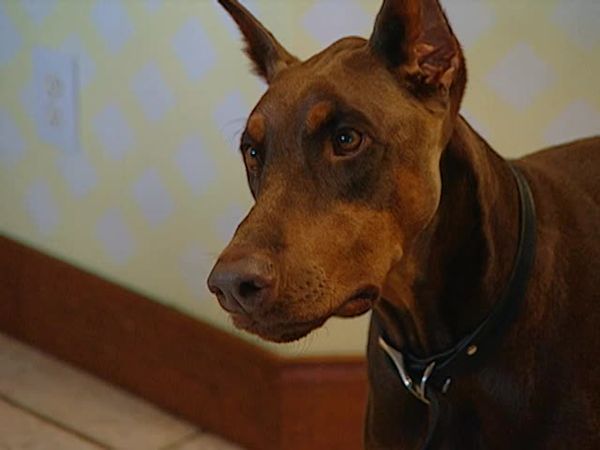 Animal Attractions - Doberman Pinschers