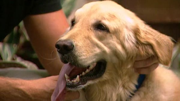 Animal Attractions - Golden Retrievers