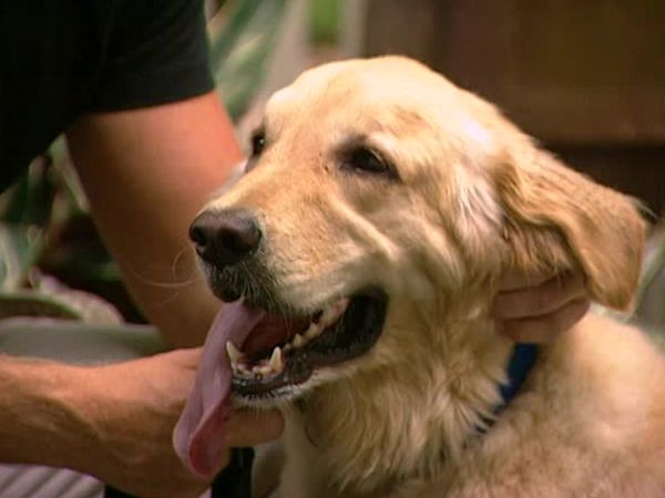 Animal Attractions - Golden Retrievers