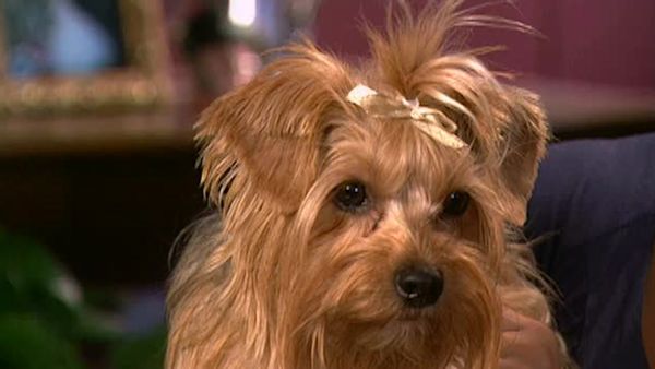 Animal Attractions - Yorkshire Terriers