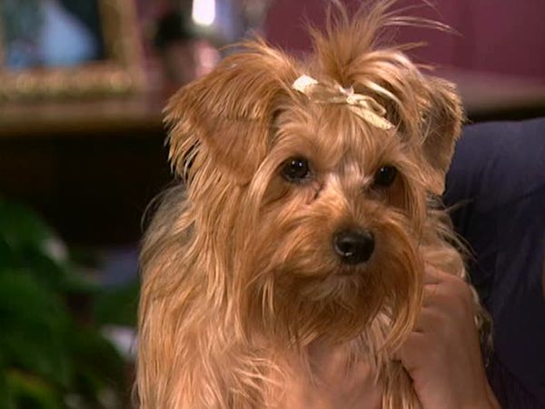 Animal Attractions - Yorkshire Terriers