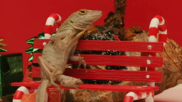 Animal Attractions - Welcome to Lizard-Ville