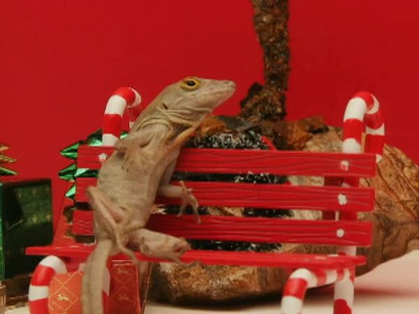 Animal Attractions - Welcome to Lizard-Ville