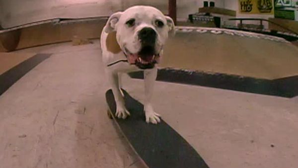 Animal Attractions - Canine Superstar