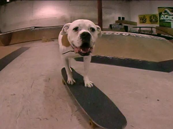 Animal Attractions - Canine Superstar