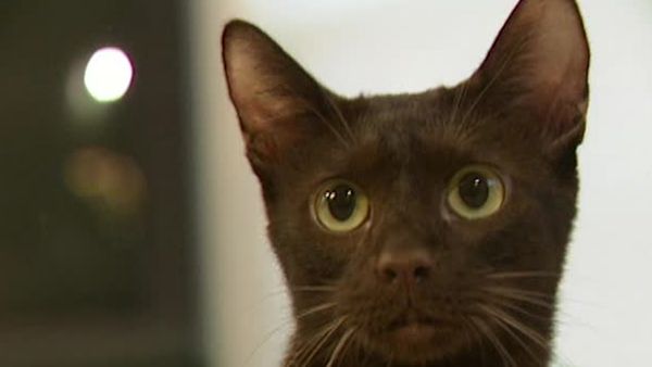Animal Attractions - Havana Brown Cats